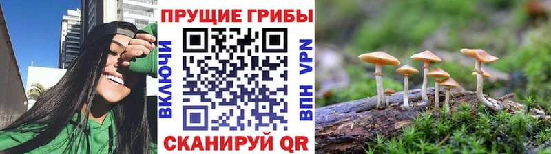 как найти   Вилючинск  Галлюциногенные грибы GOLDEN TEACHER 